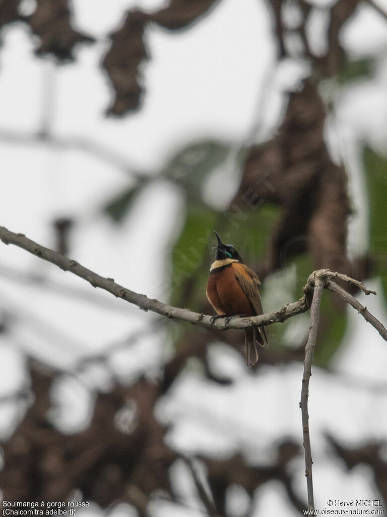 Buff-throated Sunbird male adult