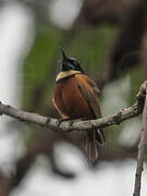 Buff-throated Sunbird