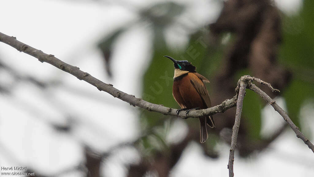 Buff-throated Sunbird male adult breeding, habitat, camouflage