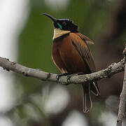 Buff-throated Sunbird