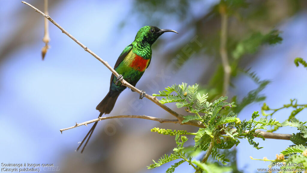 Beautiful Sunbird male adult breeding