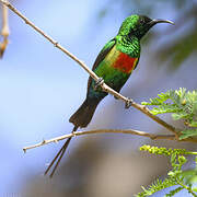 Beautiful Sunbird