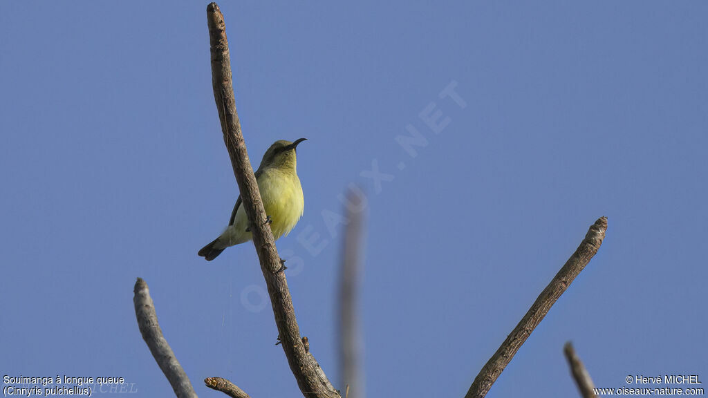 Beautiful Sunbird female