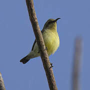 Beautiful Sunbird