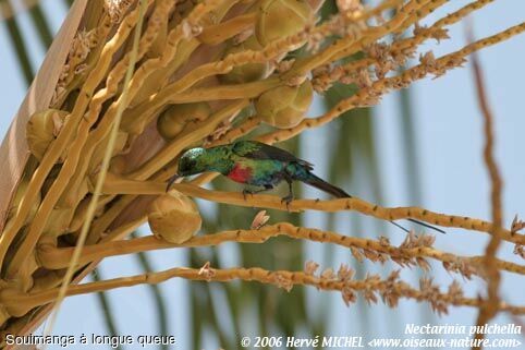 Beautiful Sunbird