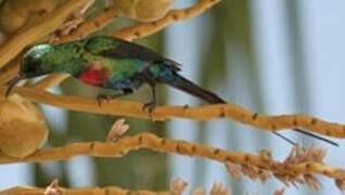 Beautiful Sunbird