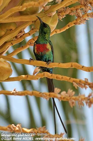 Beautiful Sunbird