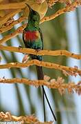 Beautiful Sunbird