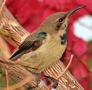 Beautiful Sunbird