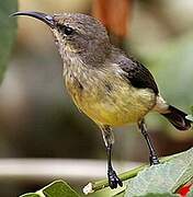 Beautiful Sunbird