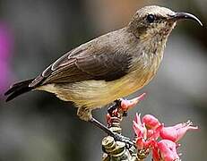 Beautiful Sunbird