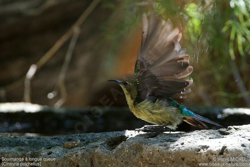 Beautiful Sunbird