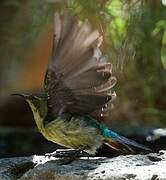 Beautiful Sunbird