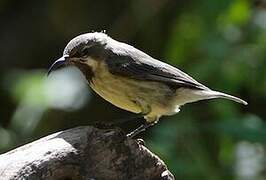 Beautiful Sunbird