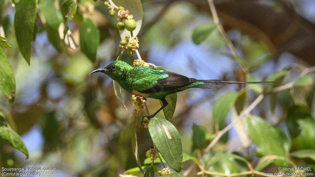 Beautiful Sunbird male adult breeding