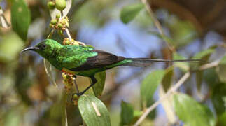 Beautiful Sunbird