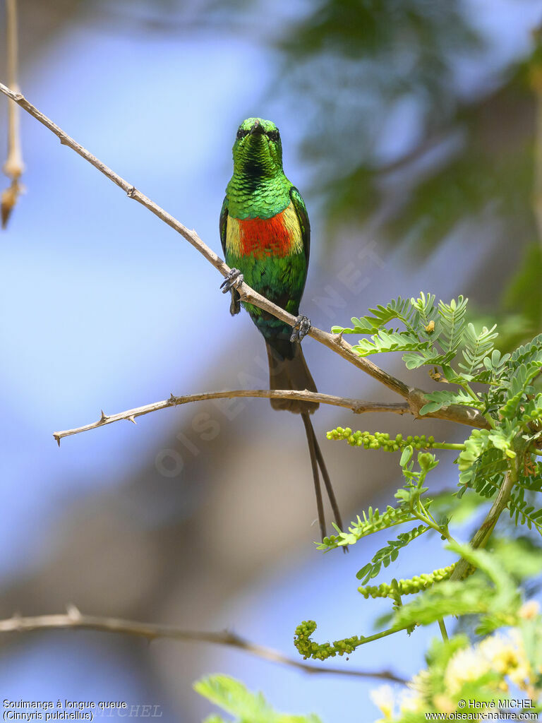 Beautiful Sunbird