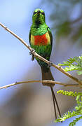 Beautiful Sunbird