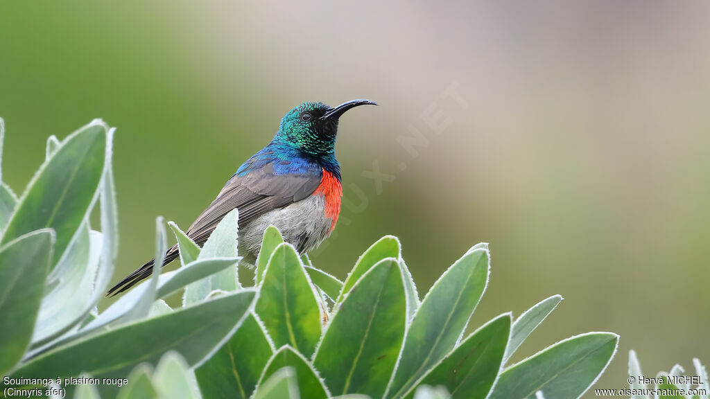 Souimanga à plastron rouge