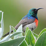 Souimanga à plastron rouge