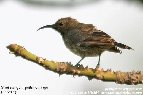 Scarlet-chested Sunbird