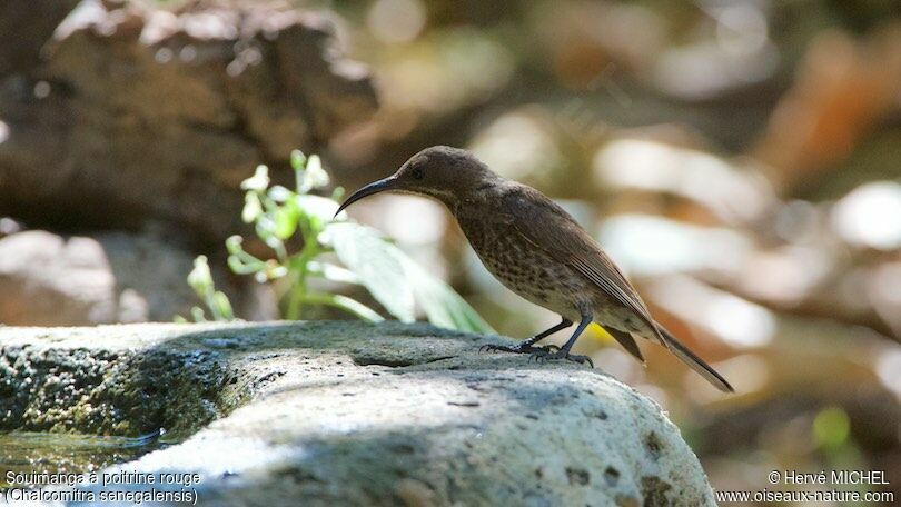 Scarlet-chested Sunbird female adult