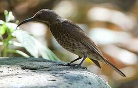 Scarlet-chested Sunbird