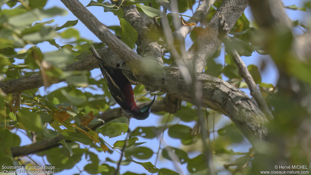 Scarlet-chested Sunbird male adult breeding