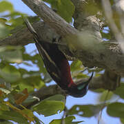 Scarlet-chested Sunbird