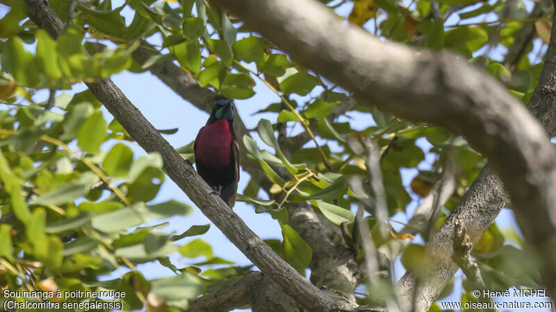 Scarlet-chested Sunbird male adult breeding