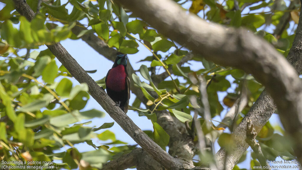 Scarlet-chested Sunbird male adult breeding