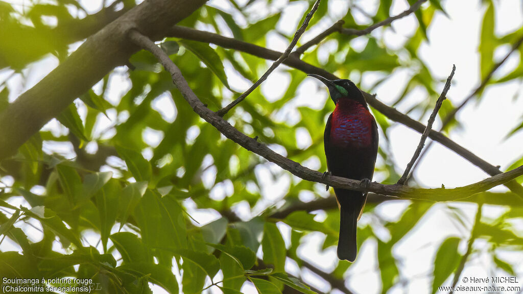 Scarlet-chested Sunbird male adult breeding