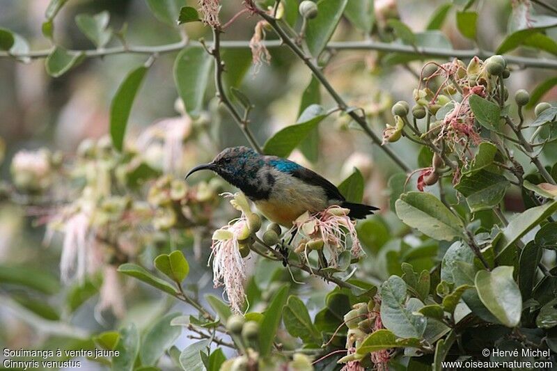 Variable Sunbird male immature