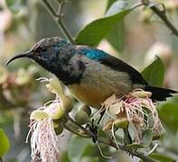 Variable Sunbird