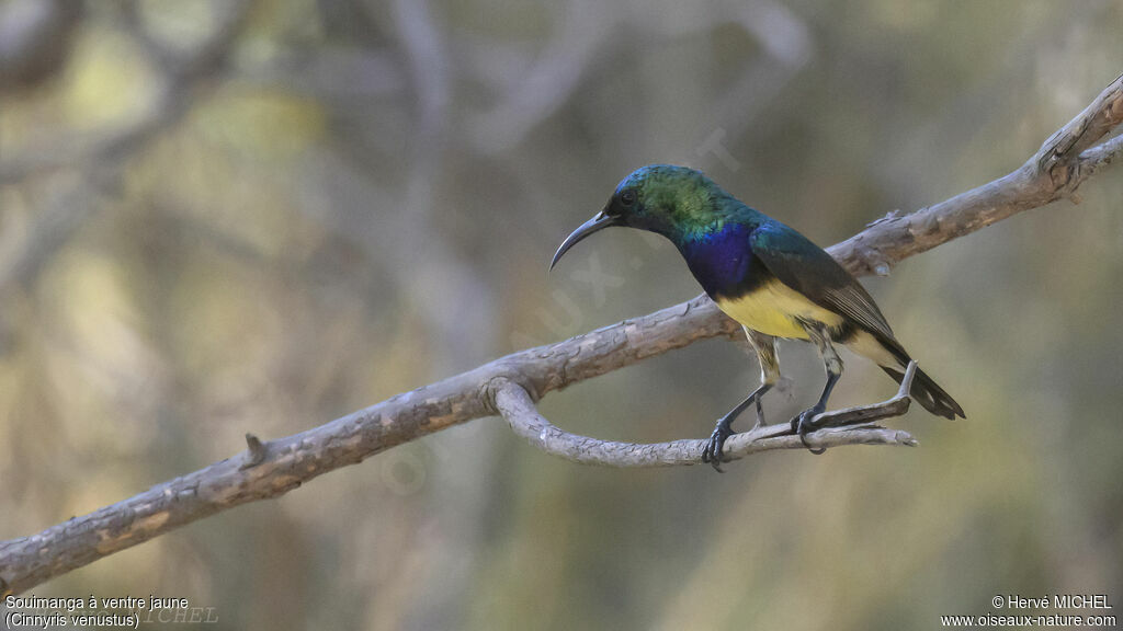 Variable Sunbird male adult breeding