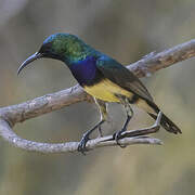 Variable Sunbird