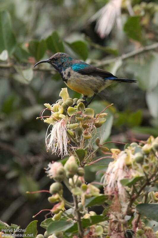 Variable Sunbird male immature, identification