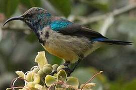 Variable Sunbird