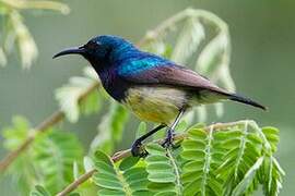 Variable Sunbird