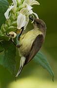 Variable Sunbird