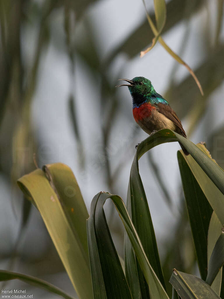 Olive-bellied Sunbird male adult breeding, close-up portrait