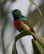 Olive-bellied Sunbird