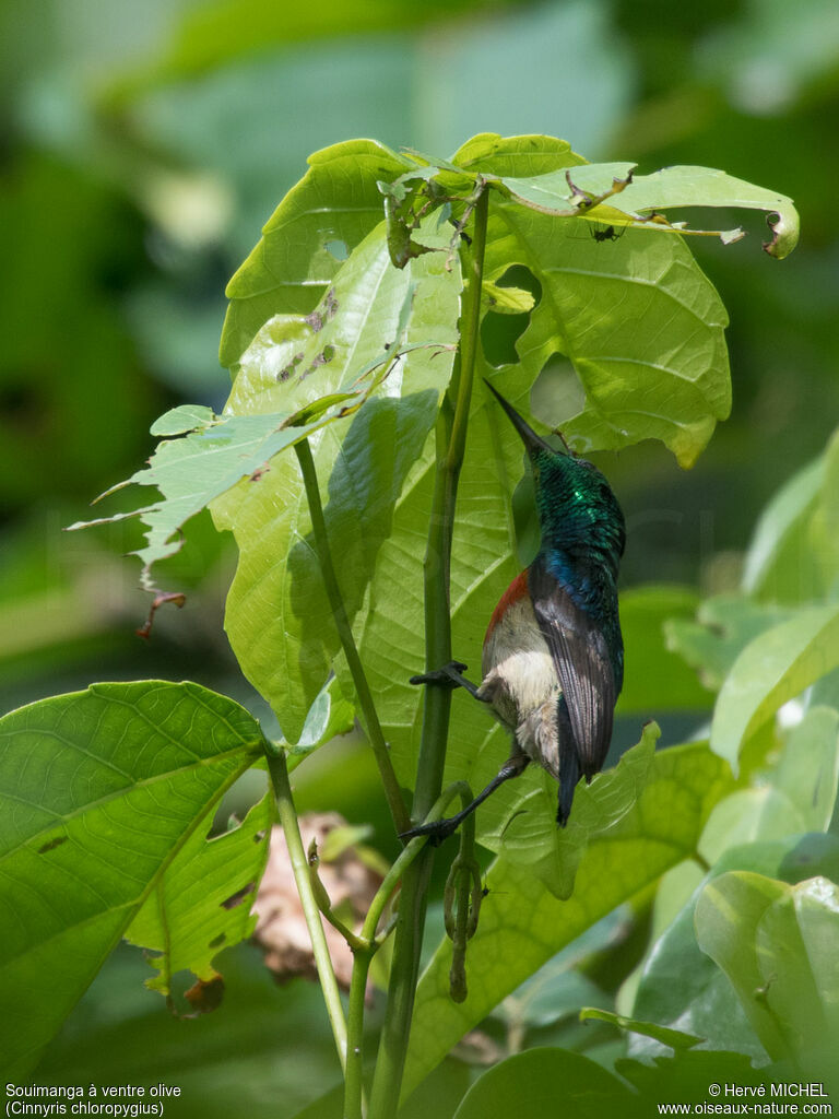 Olive-bellied Sunbird male adult breeding