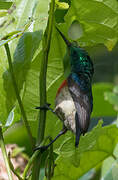 Olive-bellied Sunbird