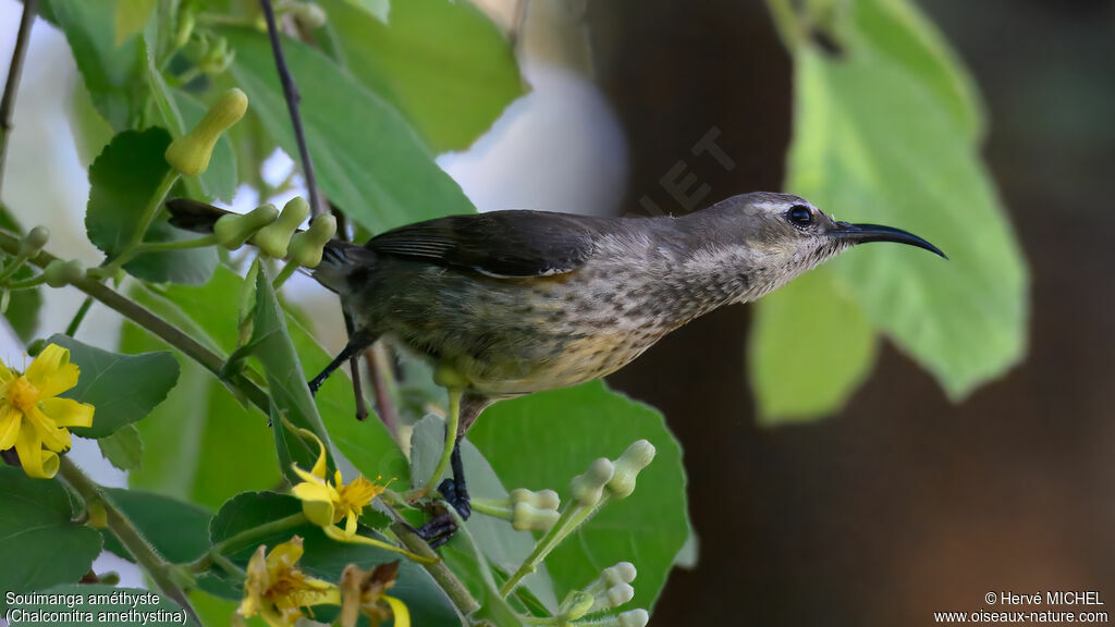Amethyst Sunbird