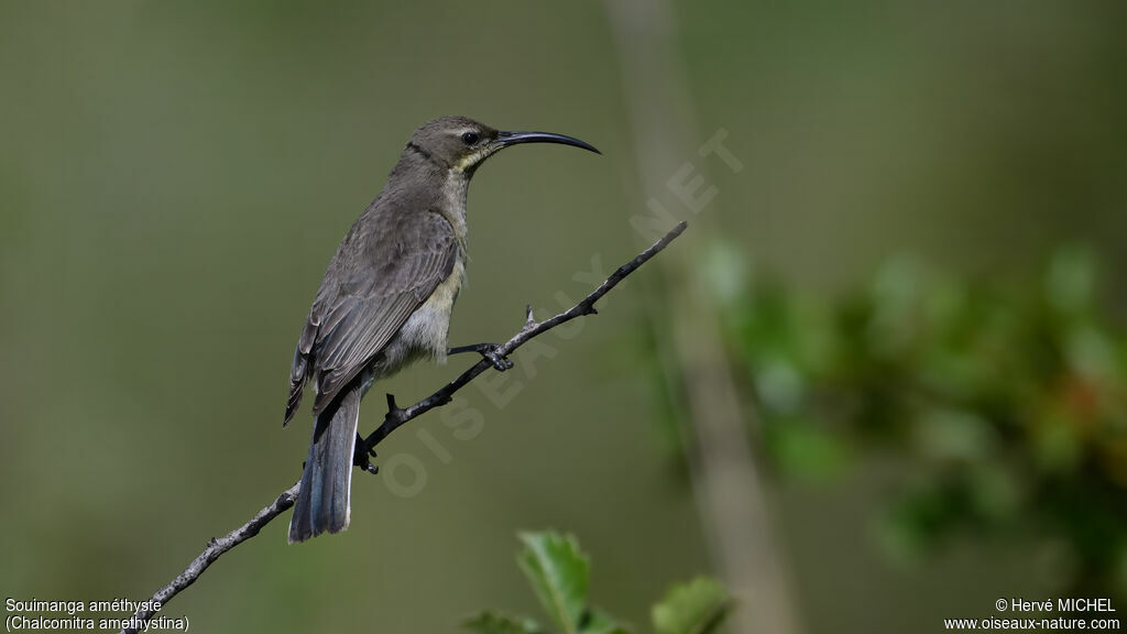 Souimanga améthyste