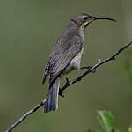 Souimanga améthyste