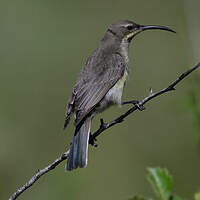 Souimanga améthyste