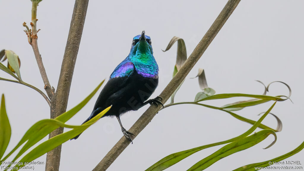 Malagasy Green Sunbird male adult breeding