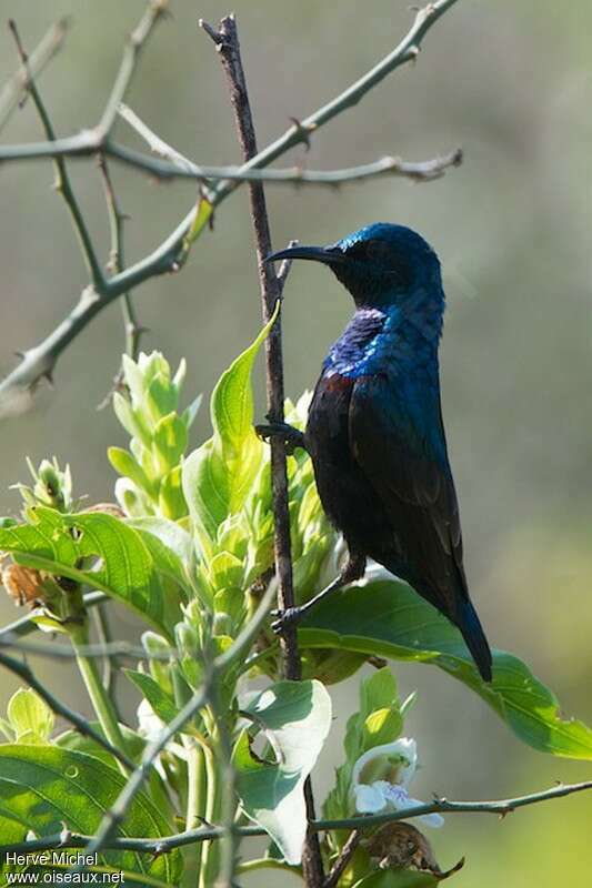 Purple Sunbird male adult breeding, identification